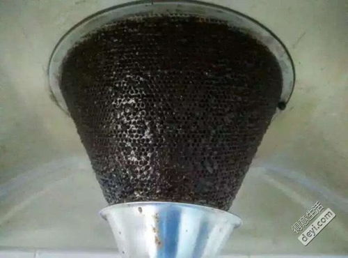 不給狗狗洗澡的危害，磨擦帶來的健康隱患